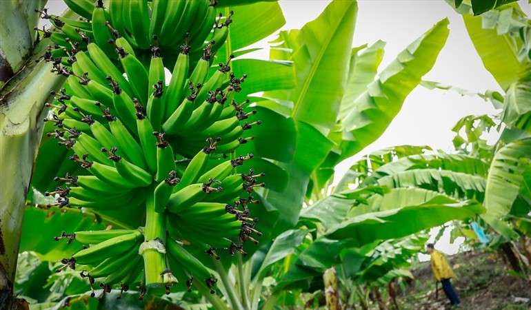 Sigue la lucha contra el hongo que afecta plantaciones del sector bananero