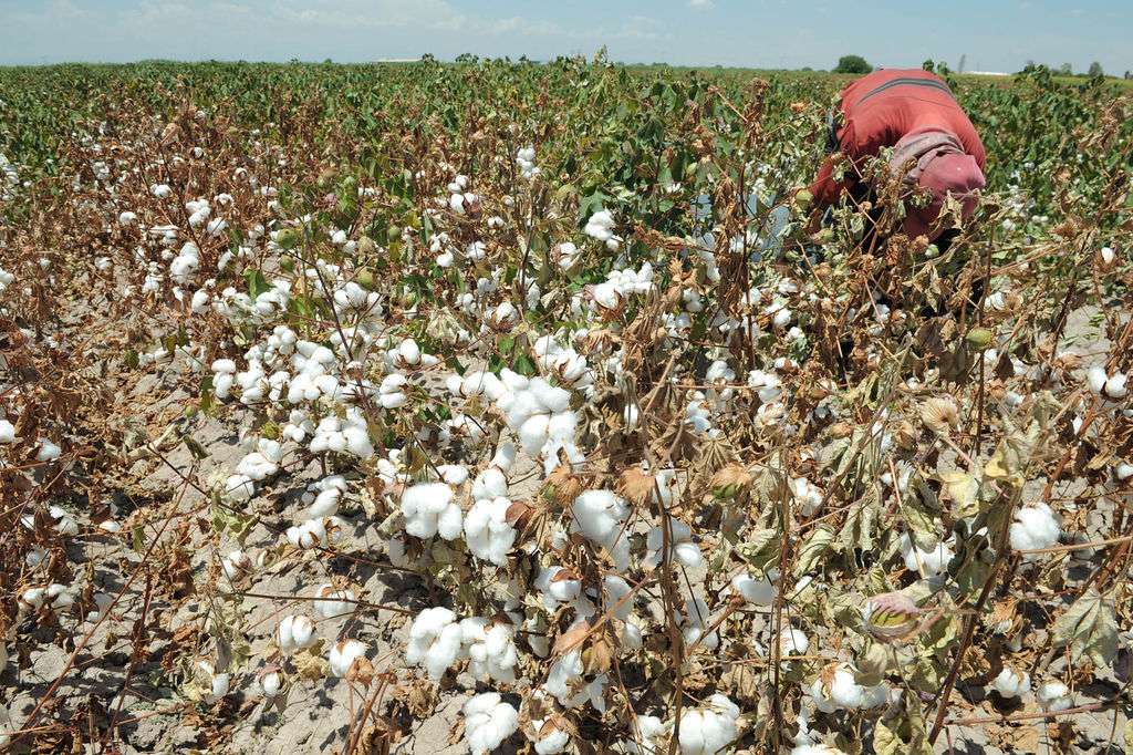 Gobierno destinó 5 mil millones de pesos al sector algodonero para impulsar la siembra