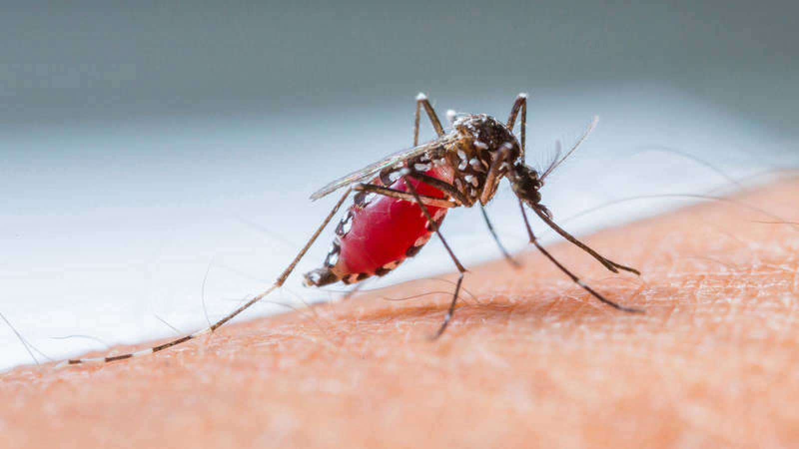 Siguen aumentando casos de malaria y dengue en Córdoba