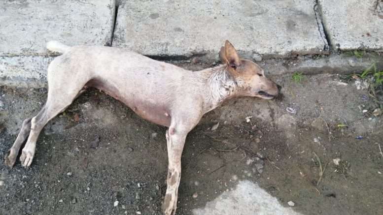 Están matando a perros callejeros y mascotas en Montería