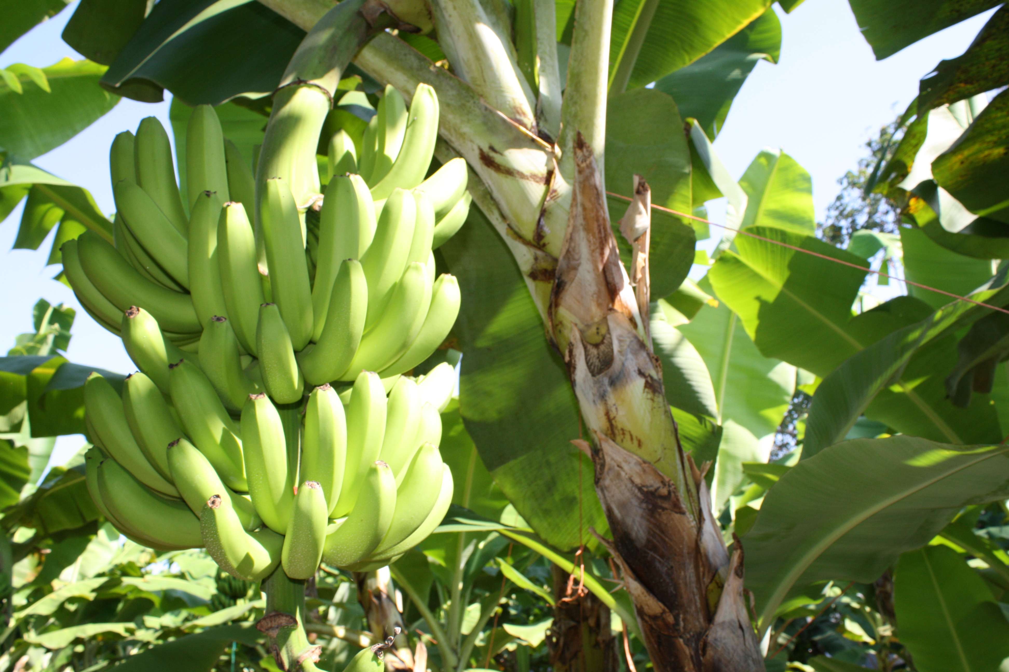 MinAgricultura entregó ayuda a productores de plátano en Córdoba