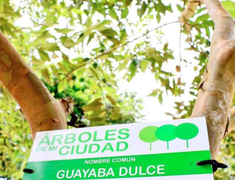 Montería cuenta con código ambiental para la siembra de árboles