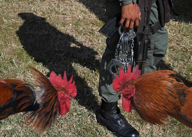 ¡Inhumano! policías venezolanos desnudaron a presos y pusieron a dos gallos a pelear sobre ellos
