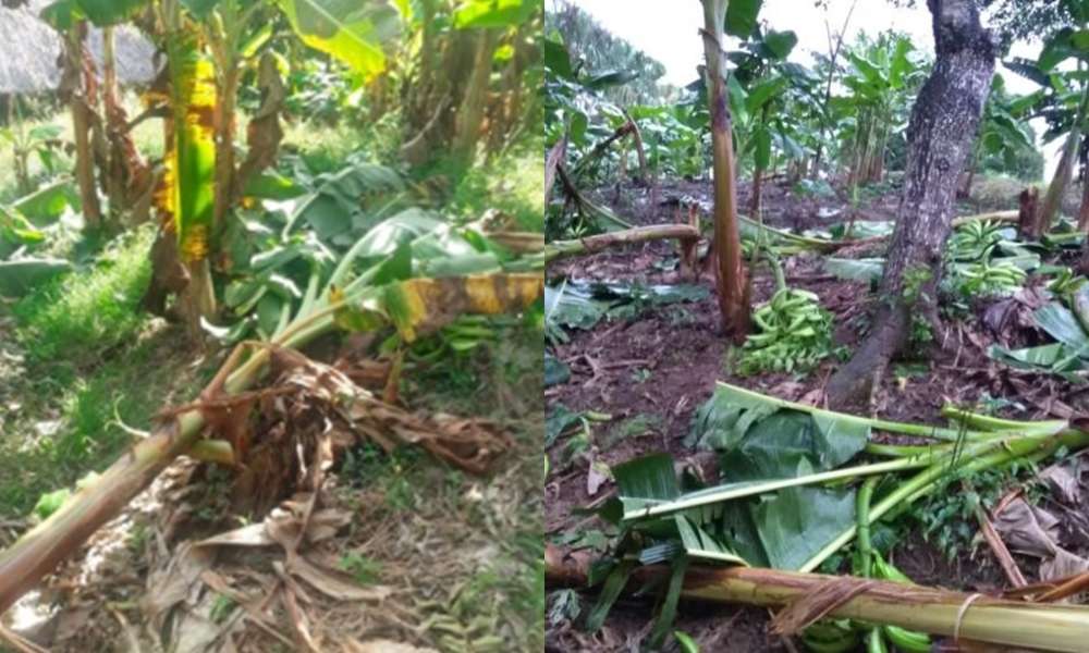 Al menos 300 hectáreas de plátano fueron arrasadas por fuerte vendaval en la zona costanera