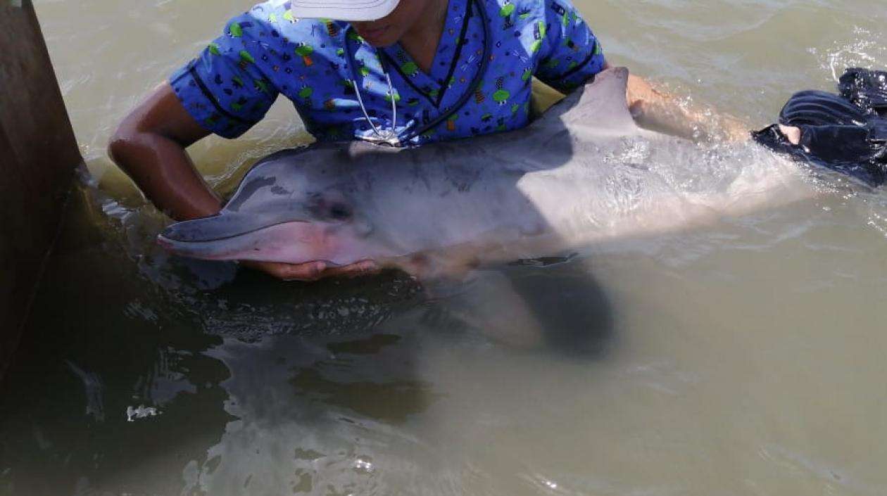 Delfín que se había varado en playas de Puerto Velero fue rescatado