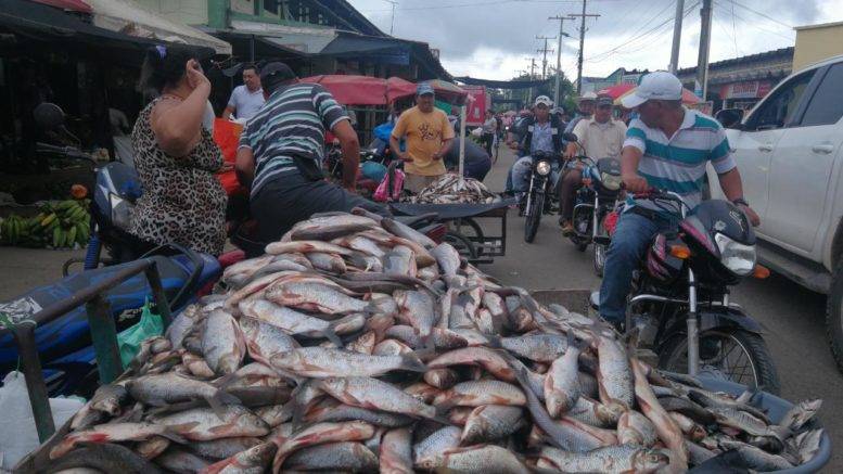 «Más barato que la carne»: A 500 pesos venden la unidad de bocachico en Cereté