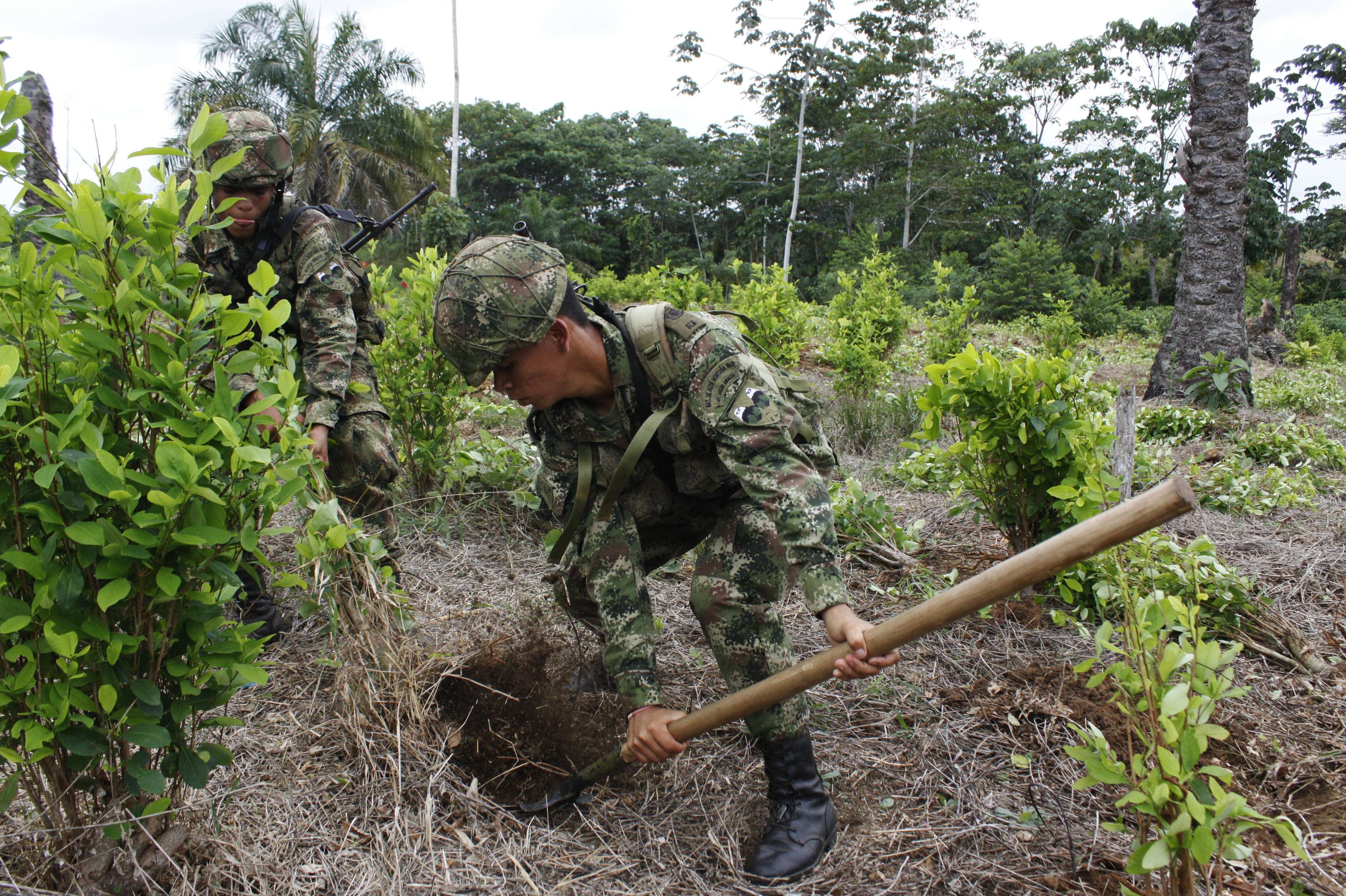 Grupos armados agitan a la población para evitar erradicación de cultivos ilícitos: Ejército