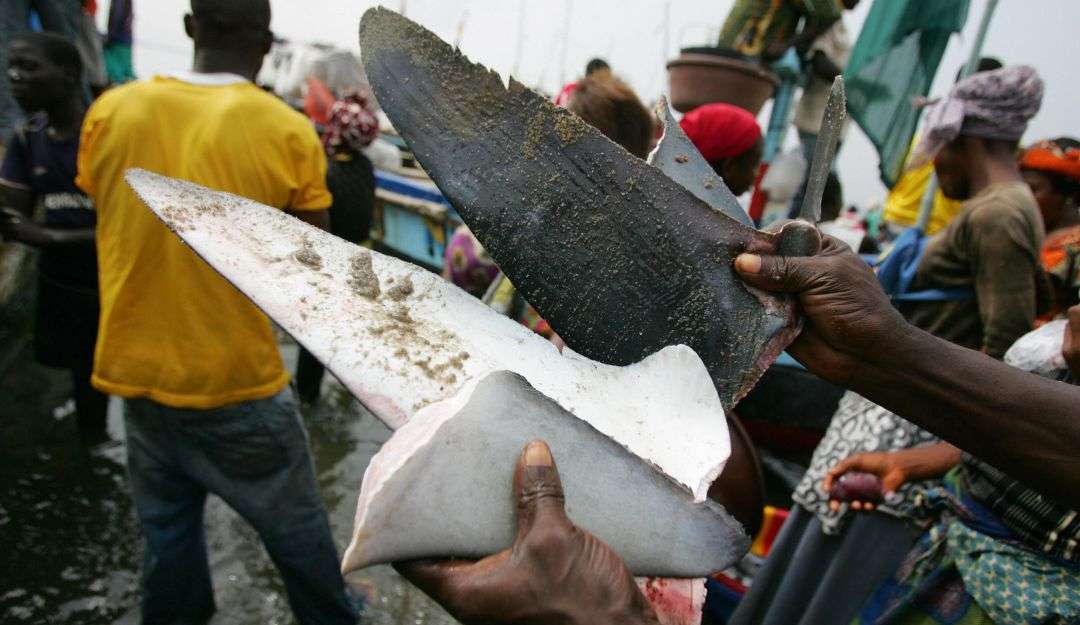 Con decreto Minambiente busca prohibir la exportación e importación de tiburones
