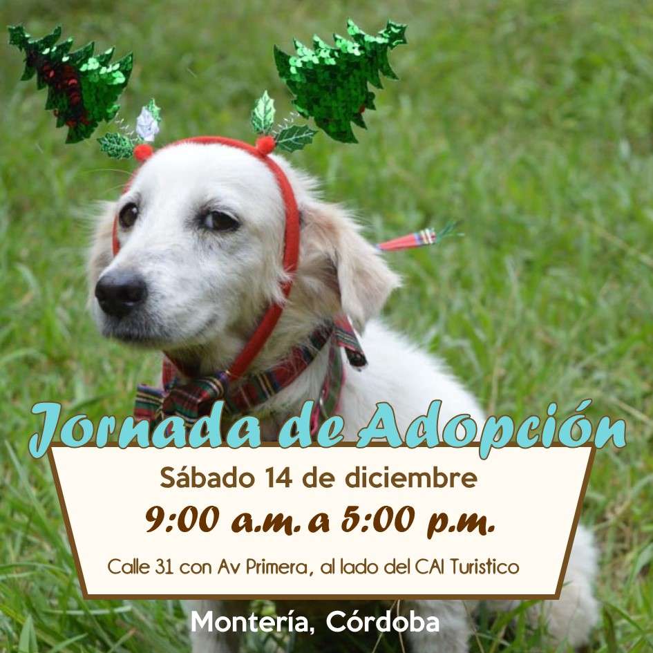 Este sábado realizarán jornada de adopción animal en Montería