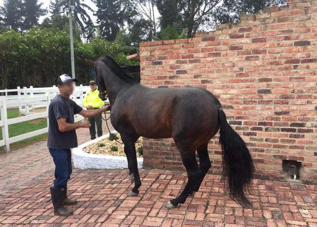 Fiscalía le incautó caballo de 7 mil millones a reconocido narcotraficante