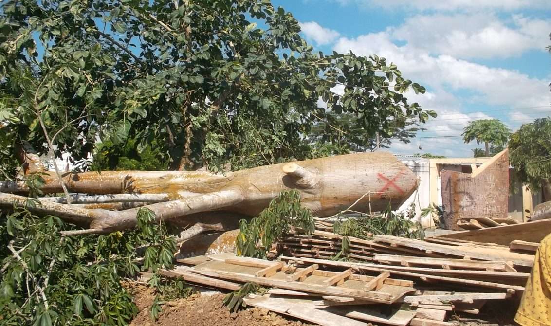 Tras tala ilegal de 11 árboles en Chinú CVS realiza informe y evalúa sanciones