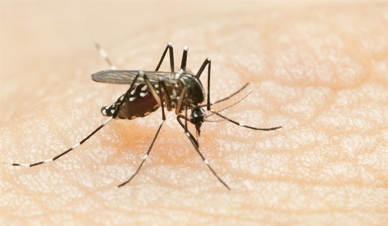 En 2020 al menos 18 personas han muerto por dengue en el país, dos de ellas en Córdoba