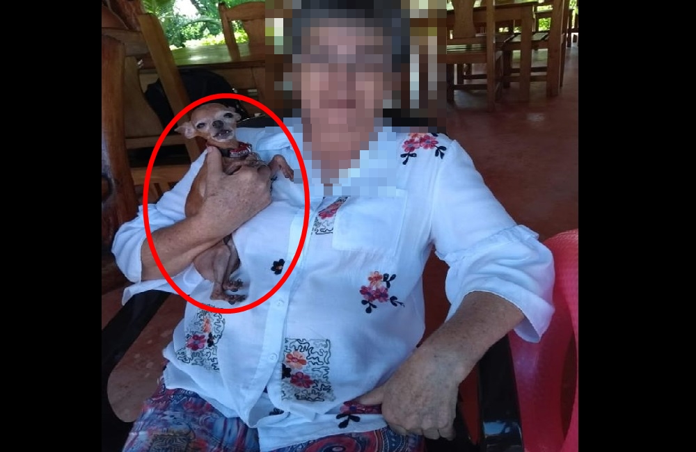 Lobo Siberiano mató a perrita Pincher en la Villa Olímpica de Montería