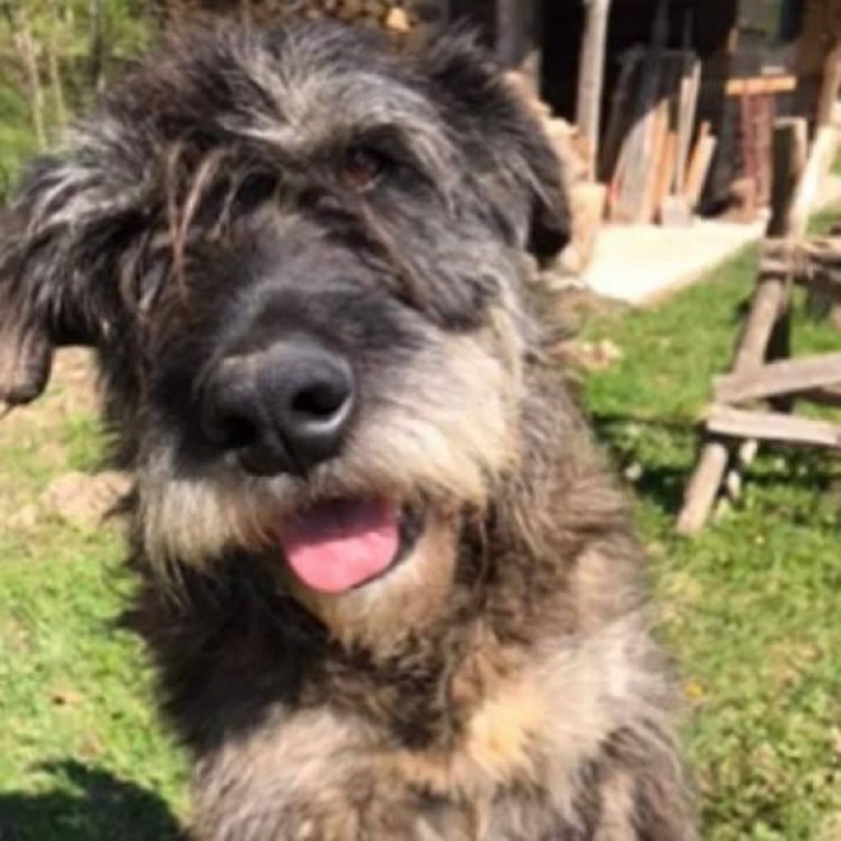 Qué crueldad: jóvenes le metieron un petardo en el ano a un ‘perrito’ y murió
