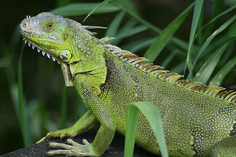 La estrategia de la Policía contra la comercialización de huevos de iguana en Córdoba