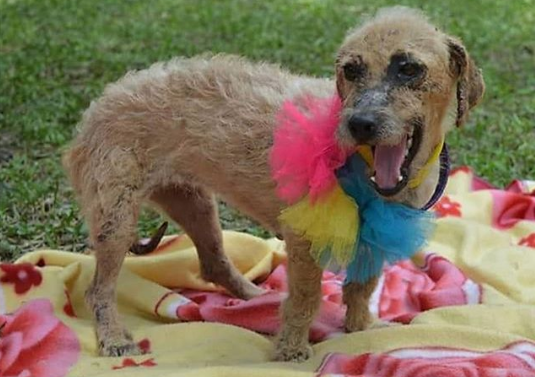 Susy, la ‘perrita’ que se perdió en Montería y la Asociación Amor Animal pide tu ayuda para encontrarla