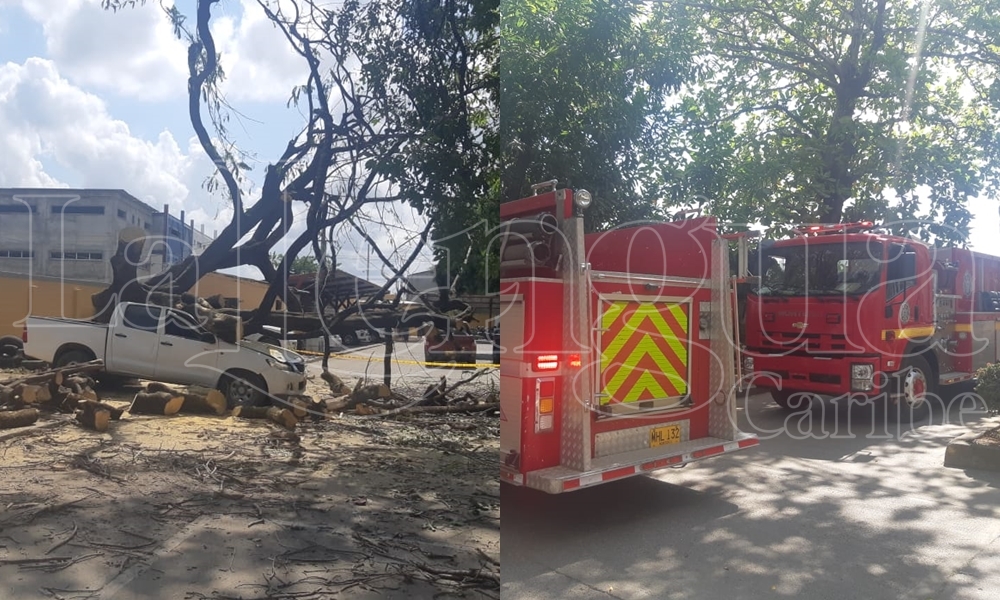 Pesado árbol cayó sobre una camioneta en la sede de la Fiscalía en Montería