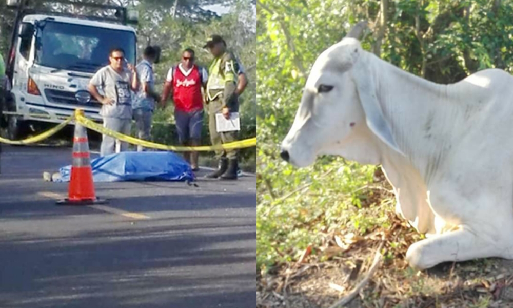 Motociclista murió tras chocar contra una vaca en la vía Lorica – Montería