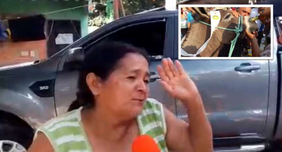 Video: mujer que le dio cerveza a burro por la nariz aseguró que así lo consiente y mucho más que a su marido
