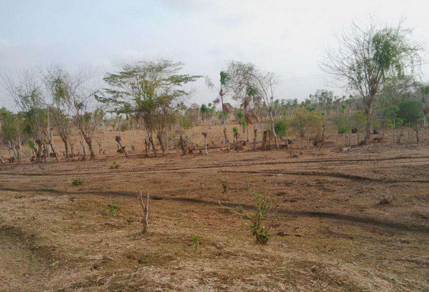 Declaran calamidad pública en Sincelejo por efectos de la sequía