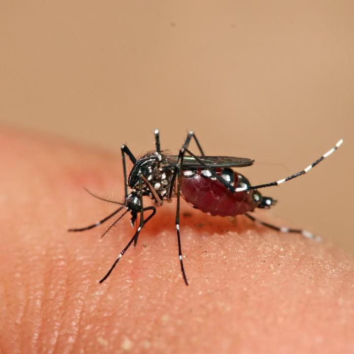 Córdoba entre los departamentos con más dengue del país