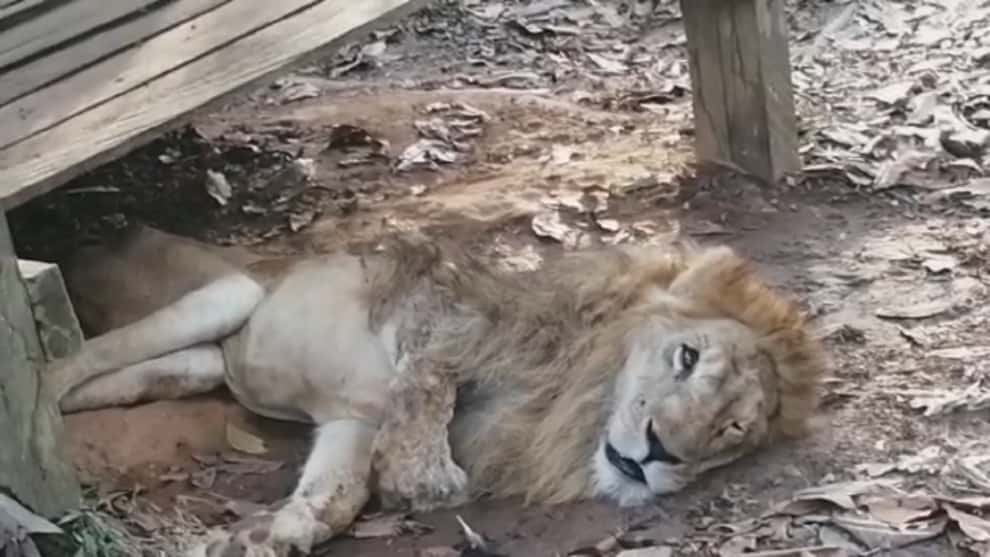 León ‘Júpiter’ será trasladado a Cali este jueves