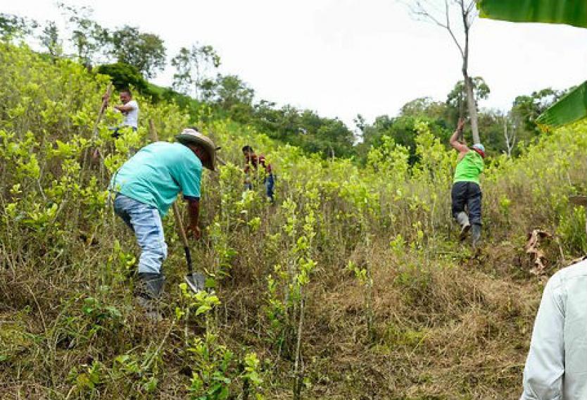 Como forma de protesta, campesinos retuvieron a 21 policías y 16 erradicadores   para impedir la eliminación de cultivos ilícitos