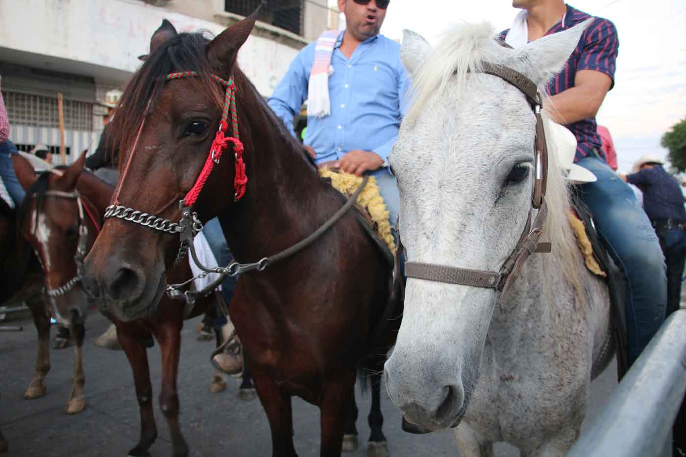 En Montería recolectan firmas para institucionalizar las cabalgatas