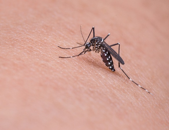 Van más de 12.000 casos de dengue en el 2020: ministro de Salud