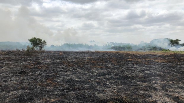 Alarmante, voraz incendio consume al menos 20 hectáreas en la Ciénaga de Corralito en Cereté