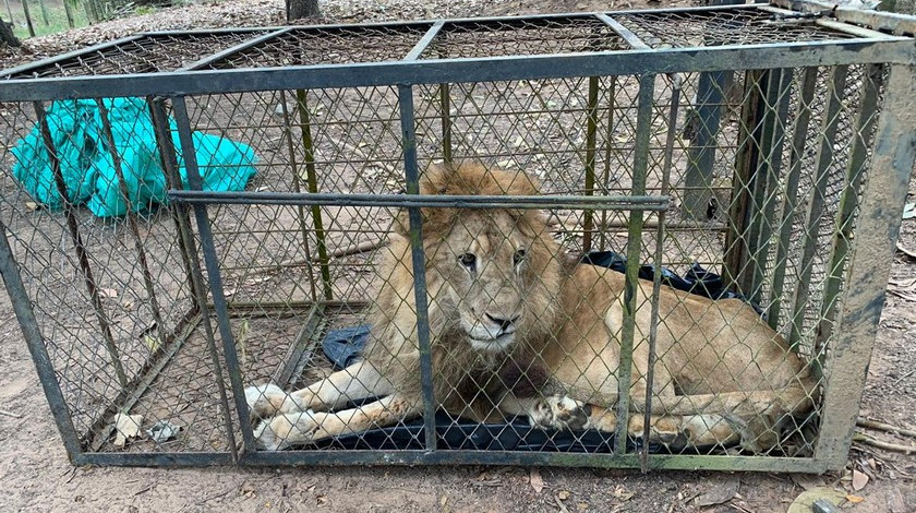 León ‘Júpiter’ estaría en etapa terminal de cáncer