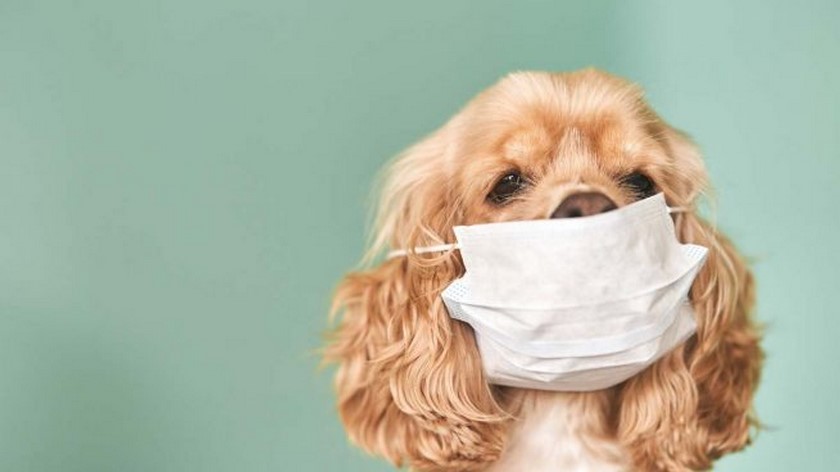 Un perro podría estar contagiado con coronavirus en Hong Kong