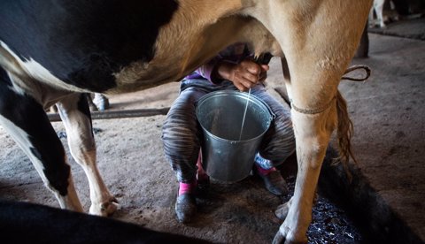 La producción  de leche y carne ha disminuido por la temporada de sequía