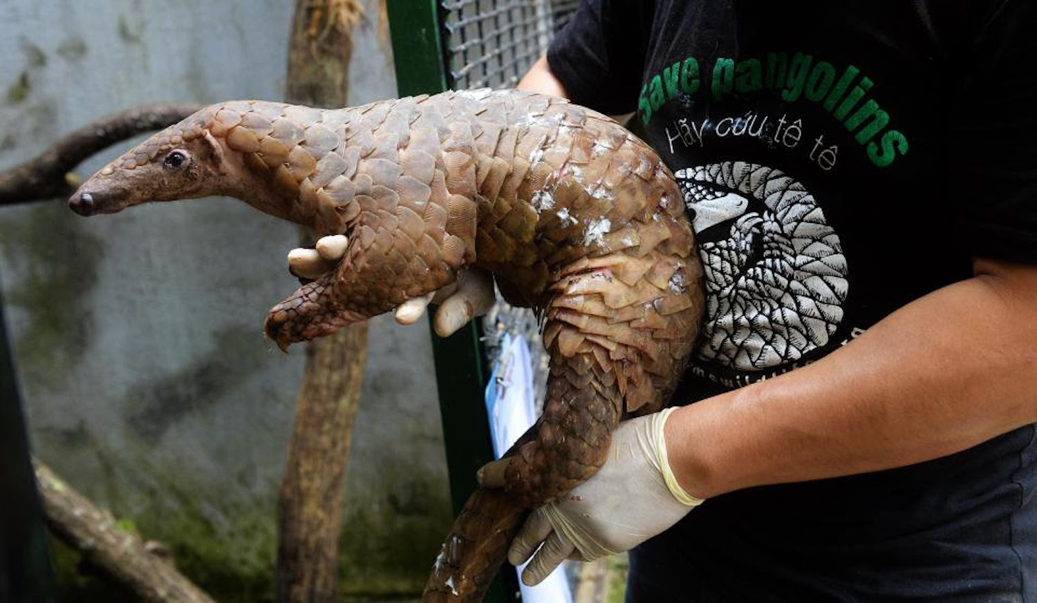 ¡No es el murciélago ni la serpiente! El pangolín podría ser el animal transmisor del Coronavirus