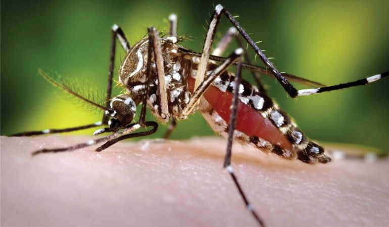 Niña de 6 años murió por dengue en el Valle del Cauca