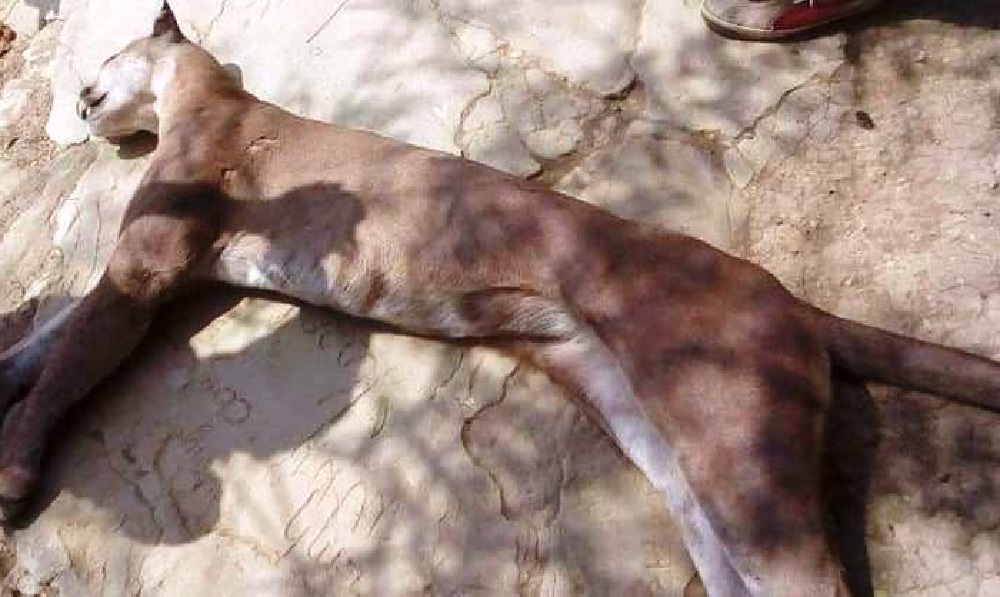 Autoridades ambientales están tras la pista de autores de la muerte de un puma en Lorica