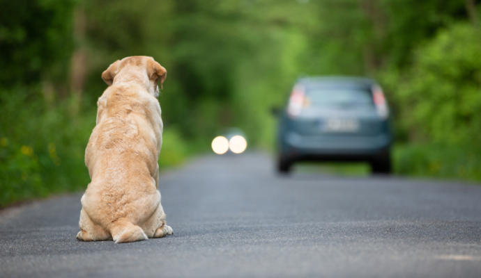 Crisis del coronavirus ha llevado al abandono de perros y gatos que terminan muriendo de hambre