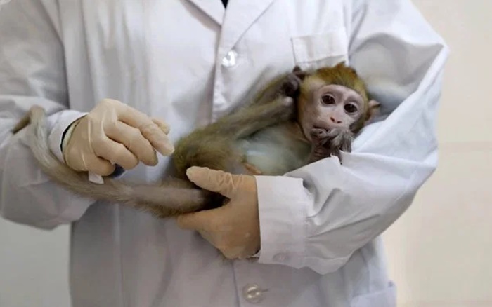 Para encontrar una vacuna cientos de monos son infectados con coronavirus
