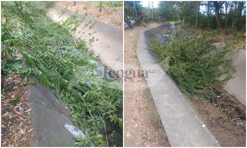 Qué belleza: En Montería, funcionarios de Electricaribe podan árboles, dejan la basura tirada y a la comunidad le toca pagar para botarla