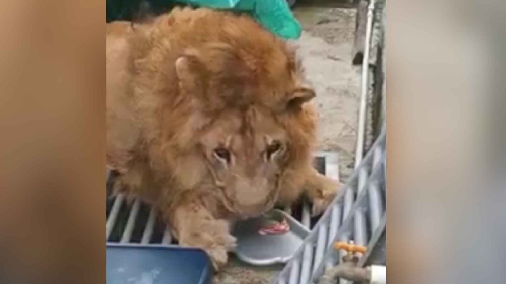 Notable mejoría de Júpiter: El león ya ruge y se alimenta sanamente