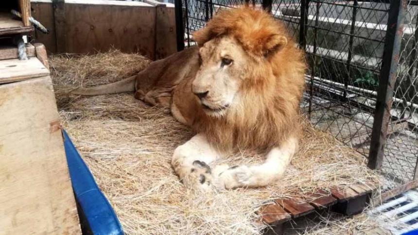 Qué triste: León ‘Júpiter’ murió en Cali