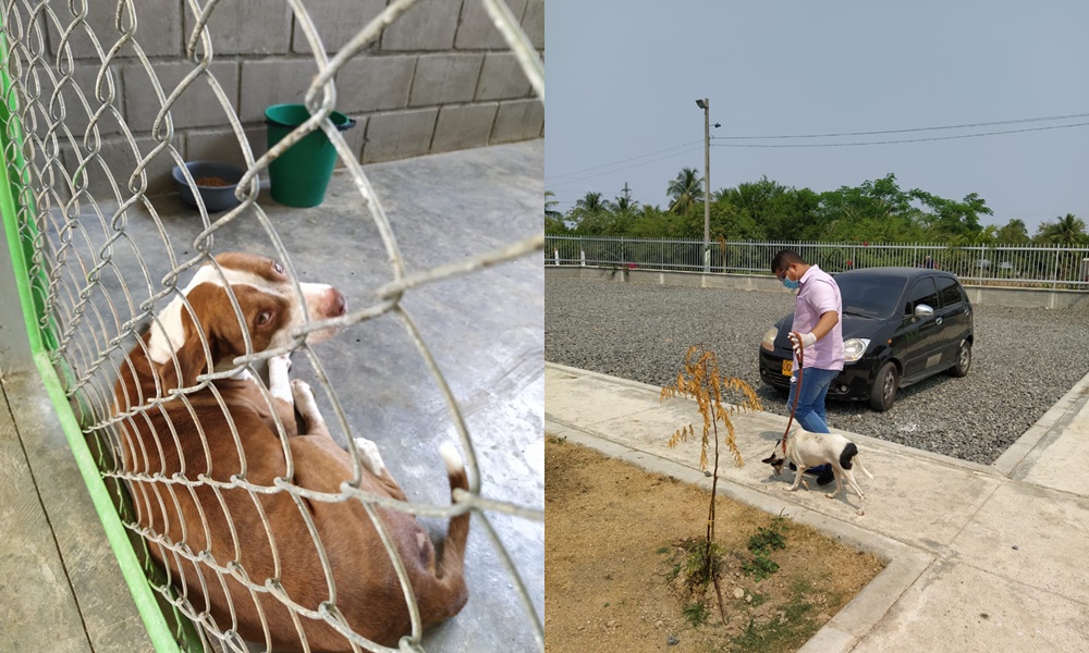 Durante emergencia por coronavirus también se atienden animales de calle en Montería