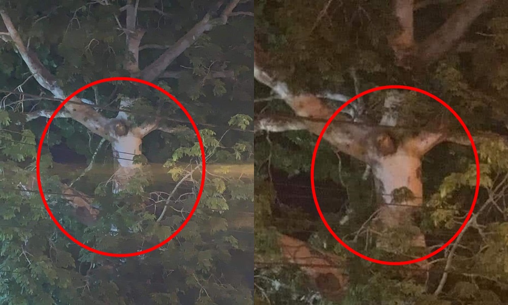 ¿Sería una señal divina? Imagen de cristo crucificado apareció en un árbol de Magangué