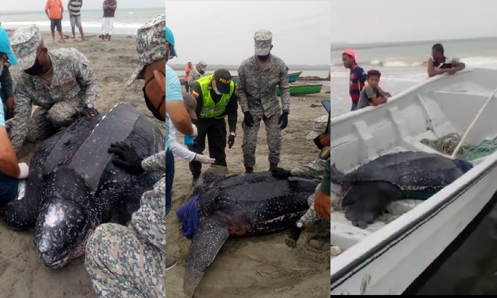 CVS valoró a la tortuga laúd que se varó en las playas de Moñitos y la devolvió a su habitad