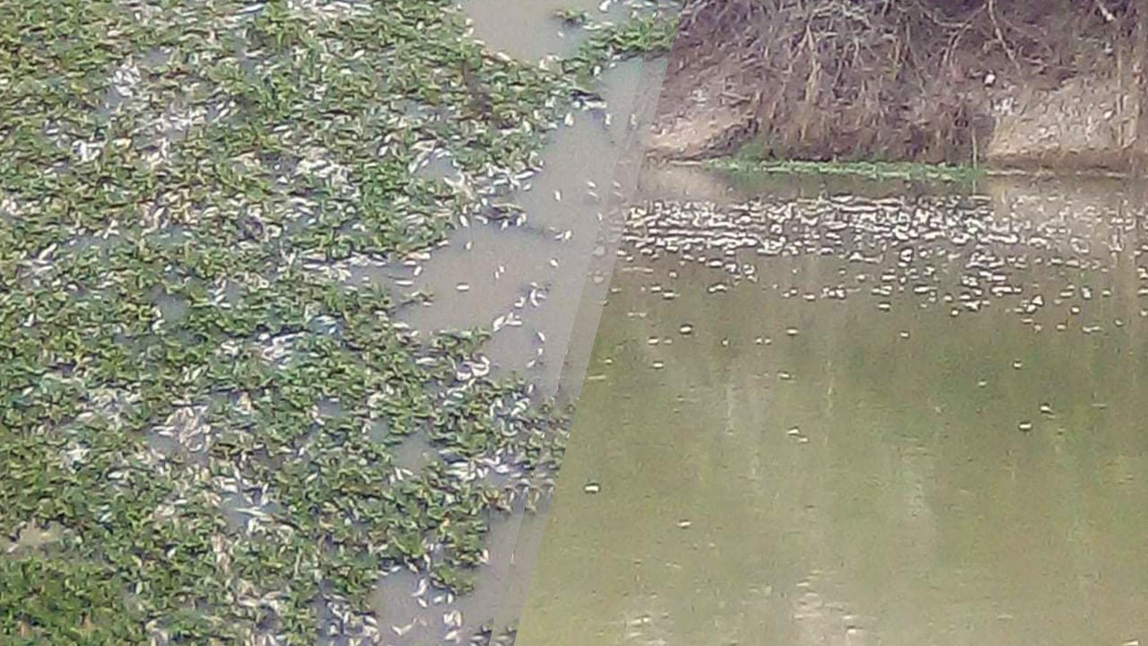 Con químicos habrían provocado gran mortandad de peces en un caño de Pueblo Nuevo