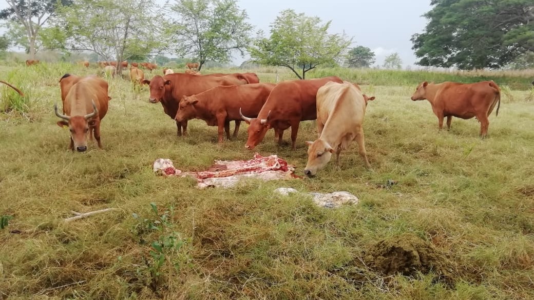 Desconocidos se metieron a un predio privado y sacrificaron una res