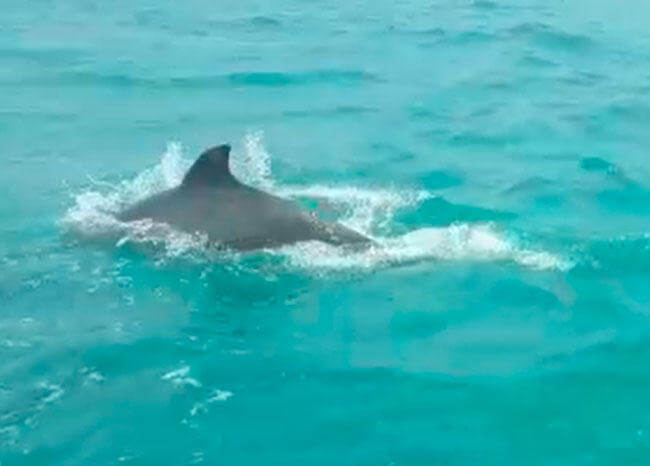 ¿Respira el planeta? En medio de una faena, pescadores en La Guajira son sorprendidos por una manada de delfines