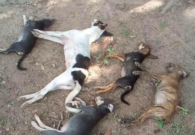 ¡Desalmados! Denuncian envenenamiento masivo de perros en zona rural de San Marcos, Sucre