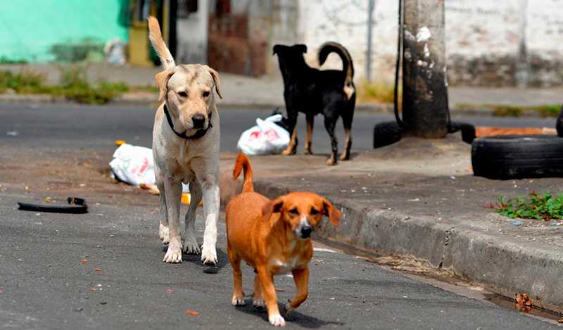 Solicitan al Gobernador de Córdoba destinar recursos para animales en situación de calle durante cuarentena