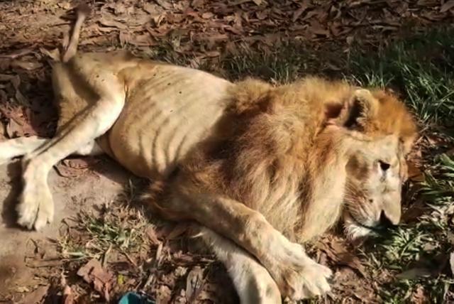 La pandemia atrasó la necropsia del león ‘Júpiter’ y no ha podido ser sepultado dos meses después de su muerte